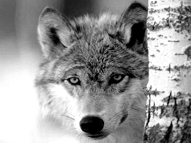jeune loup