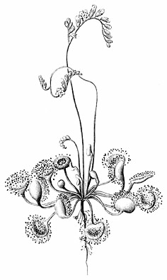 drosera.jpg
