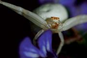 Misumena-vatia-A