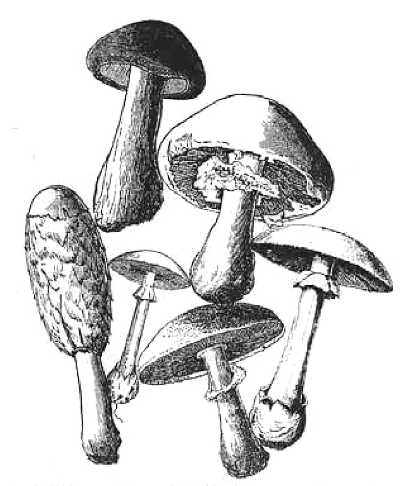 champignons