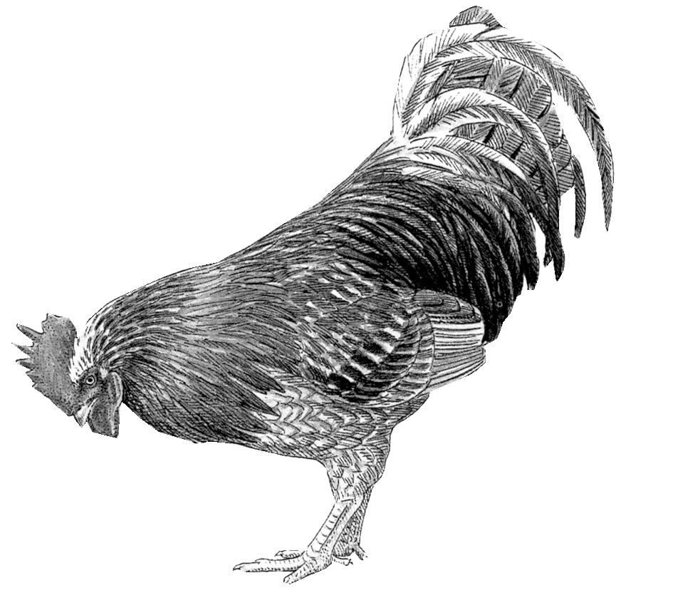 coq