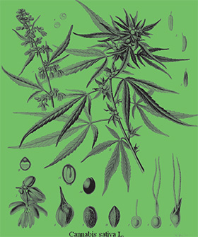 cannabis chanvre