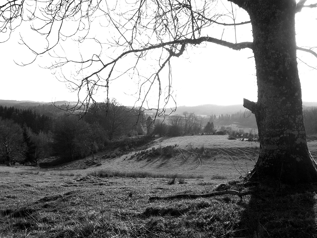 arbre paysage