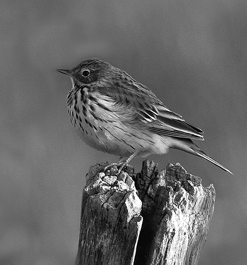 pipit farlouse