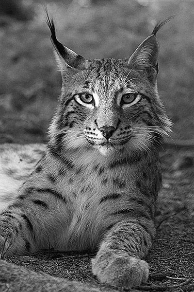 Lynx lynx poing
