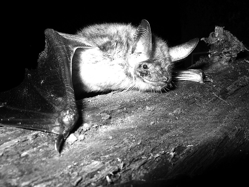 Photo chauve souris 01