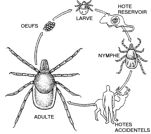 Cycle Iricinus