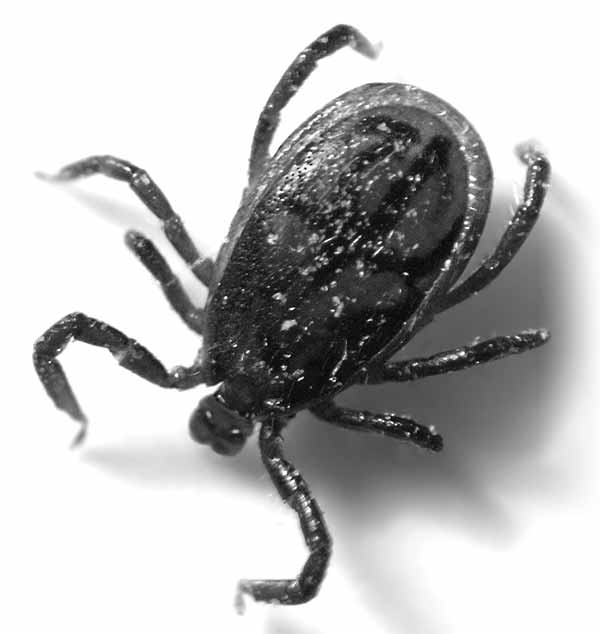 Tick male