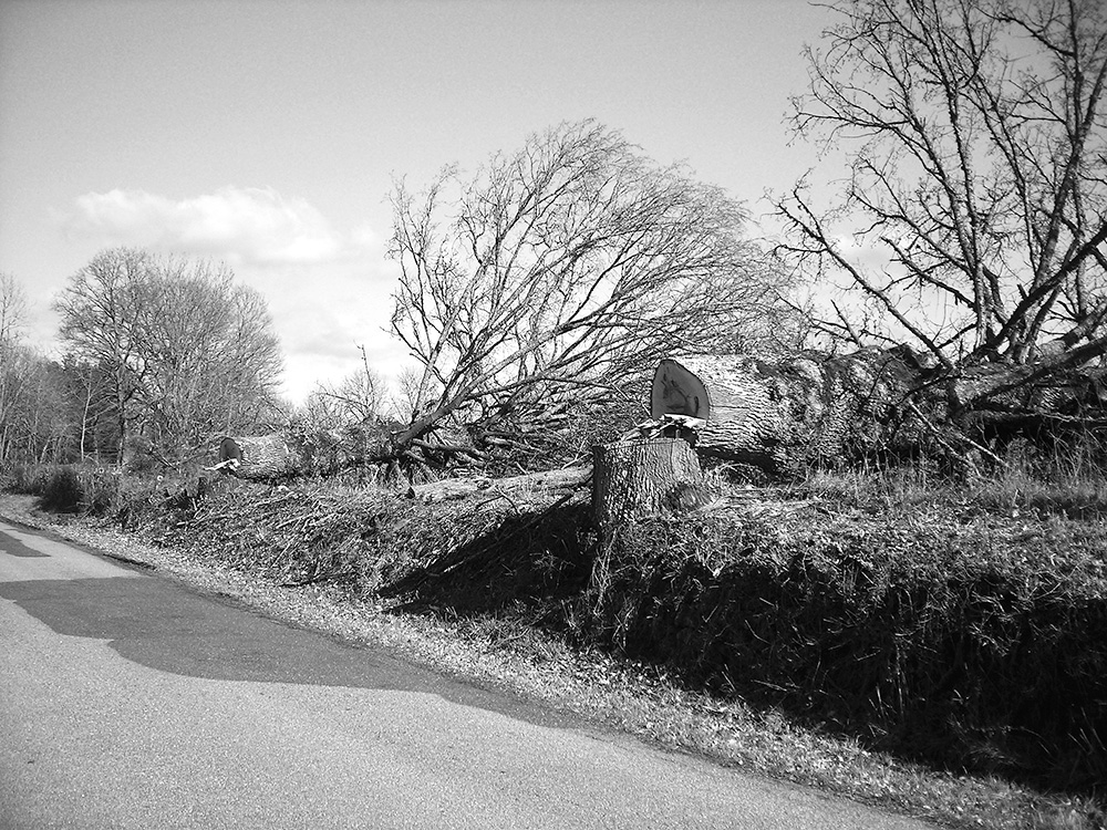 elagage bord de route 23