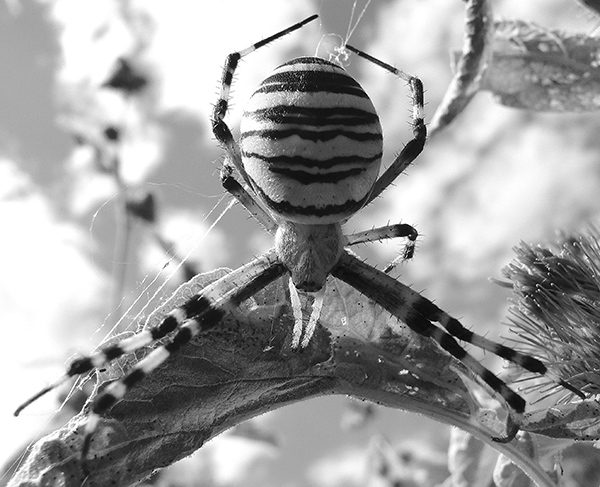 Argiope frelon 04