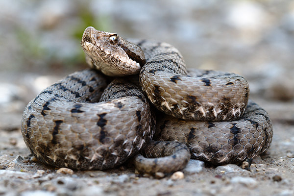 Vipera aspis aspis