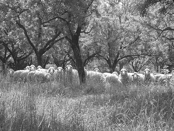 troupeau mouton
