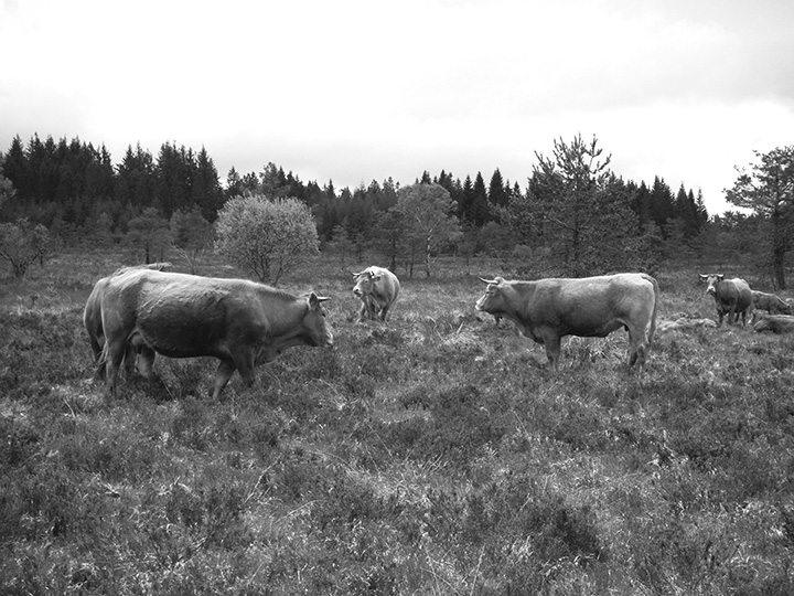 vaches tourbieres davignac