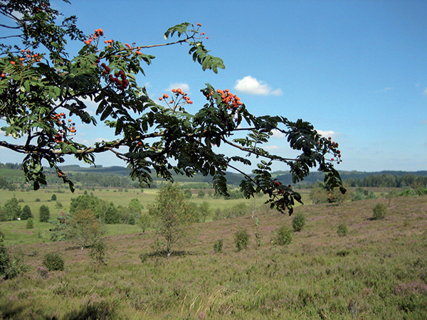 tourbiere du longeroux 2006