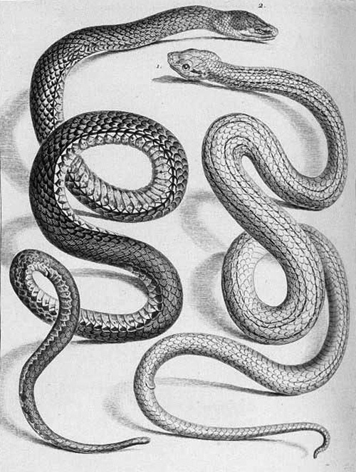 serpents