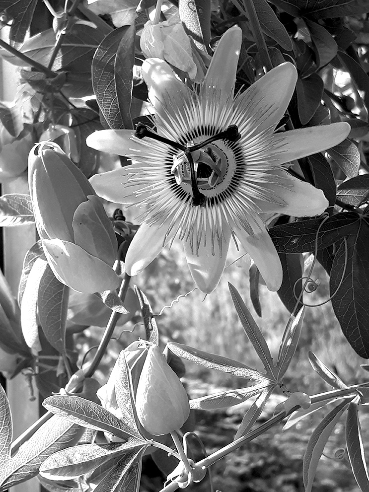 Passiflora Incarnata