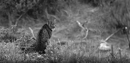 Sur le territoire du lynx