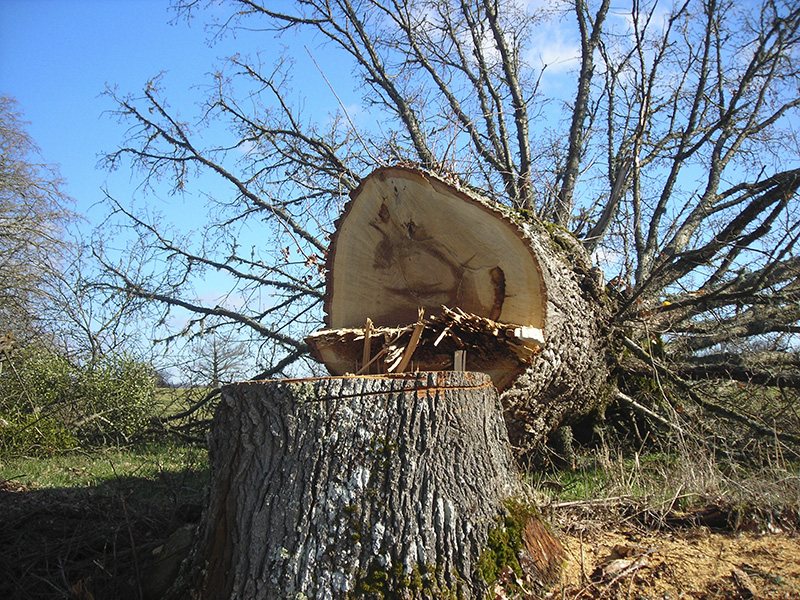 arbre tombe