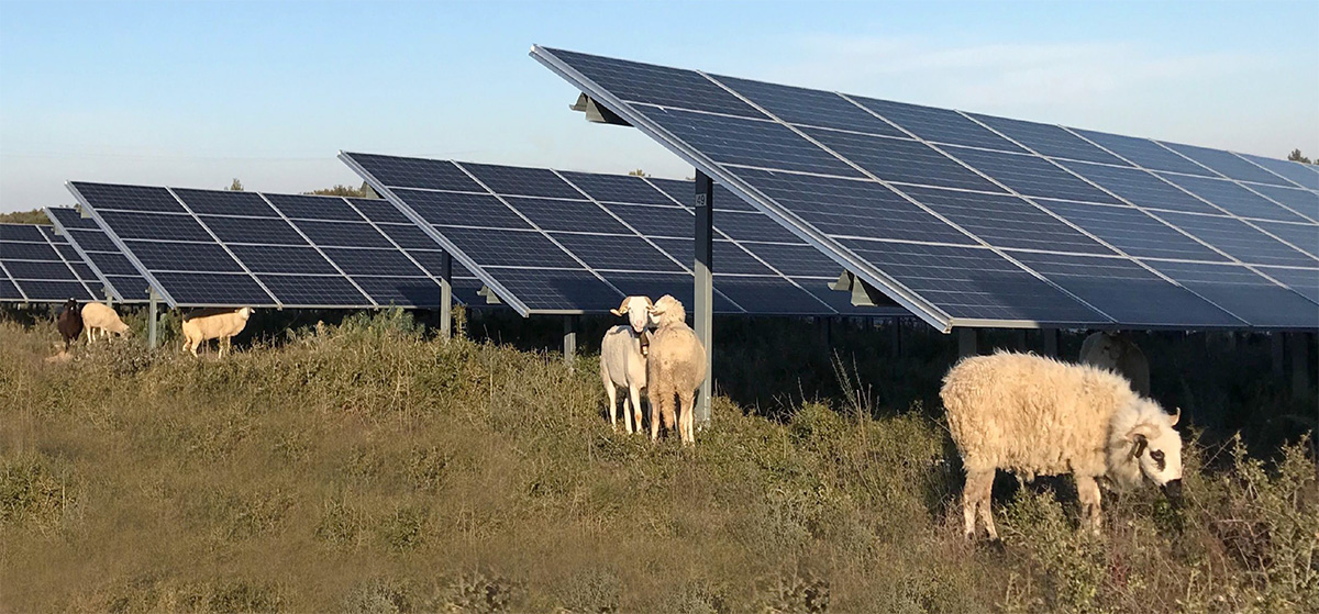 moutons photovoltaique