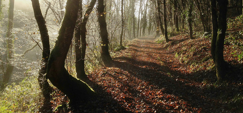 sous bois automne