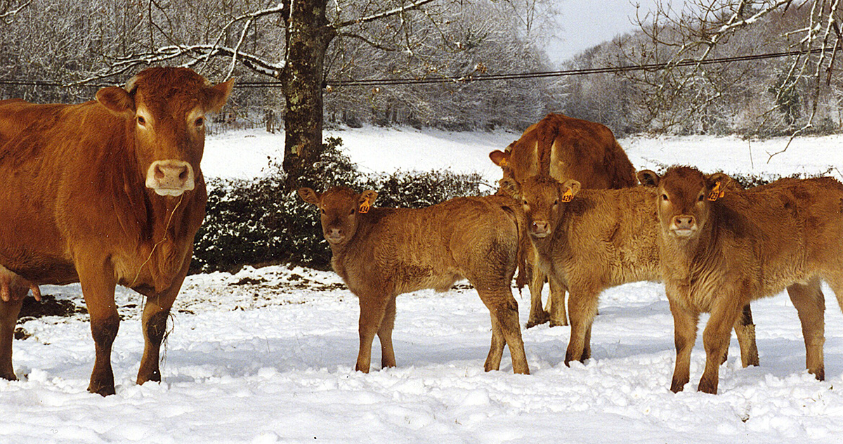 Quand un enfant devenu vieil homme,  s’adresse aux jeunes pour leur parler de vaches