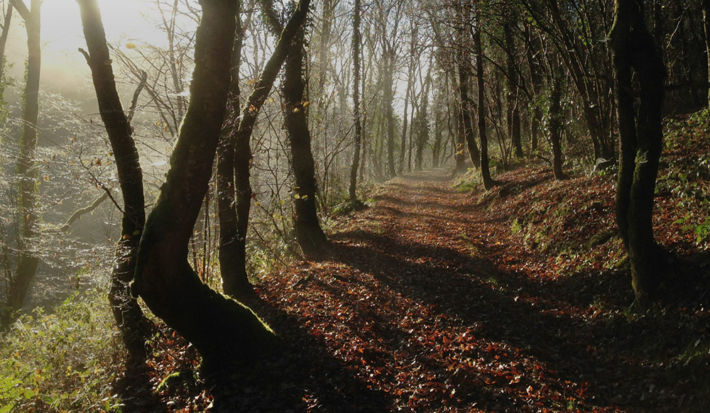 sous bois automne