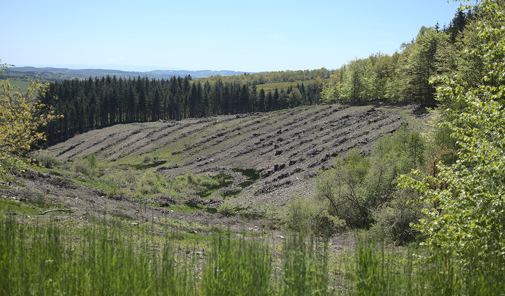 Une forêt de douglas peut être vivante, tout est affaire de gestion !