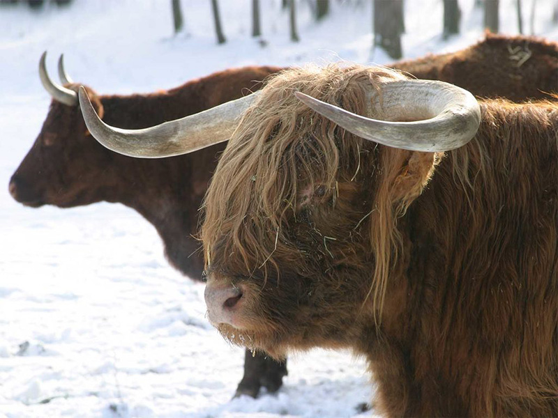 vaches