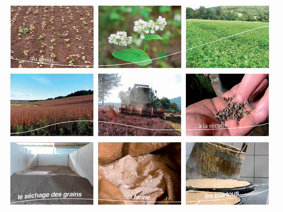 Des grains de sarrasin aux produits finis, une filière locale renaît (petit-à-petit)