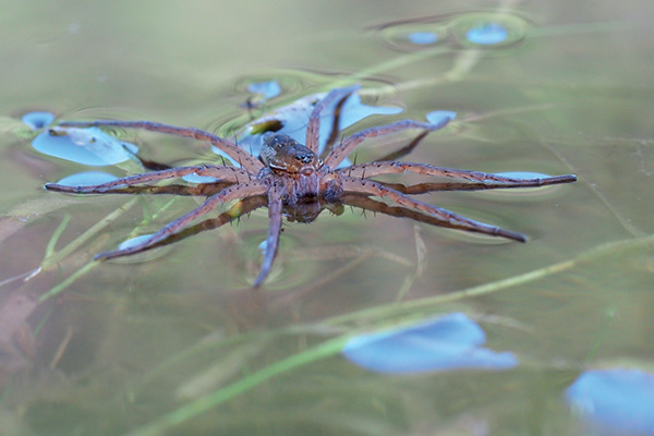 Dolomedes sp