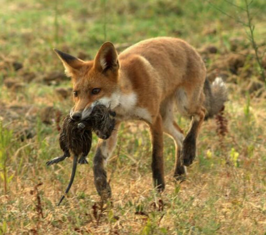 Renard roux - Vulpes vulpes