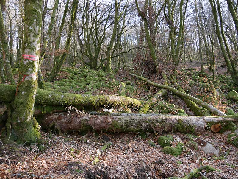 Coupes rases de feuillus : une ligne rouge au Bois du Chat