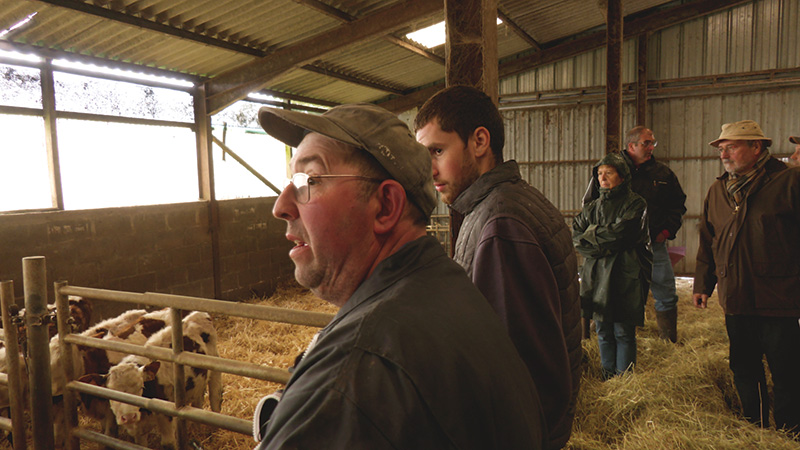 Éoliennes : des vaches victimes  des champs magnétiques