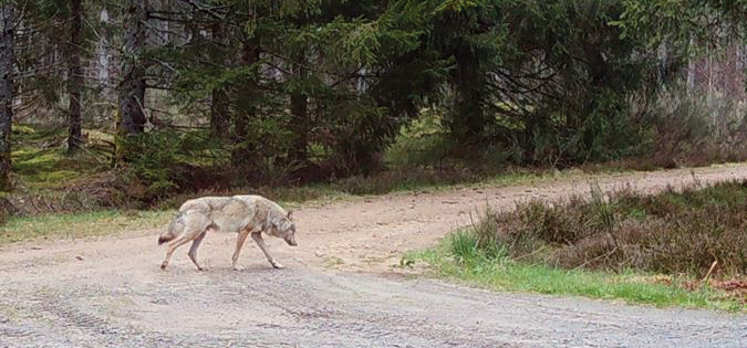 Revenu en Limousin après 100 ans d'absence,  un loup solitaire est abattu par la bêtise humaine