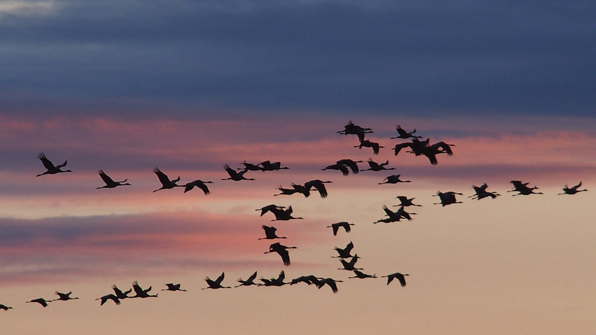 La migration des oiseaux sur le plateau de Millevaches