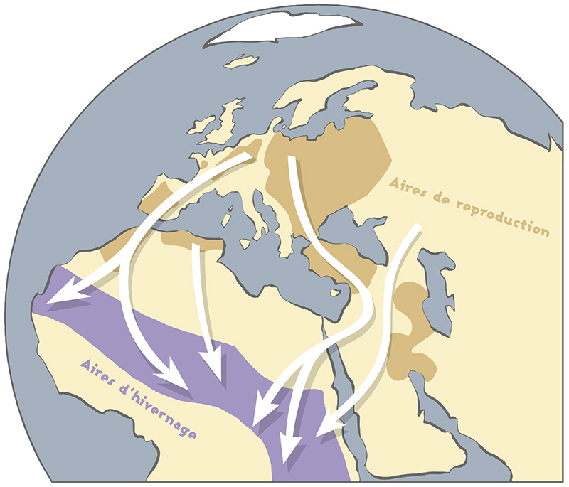 migration voies