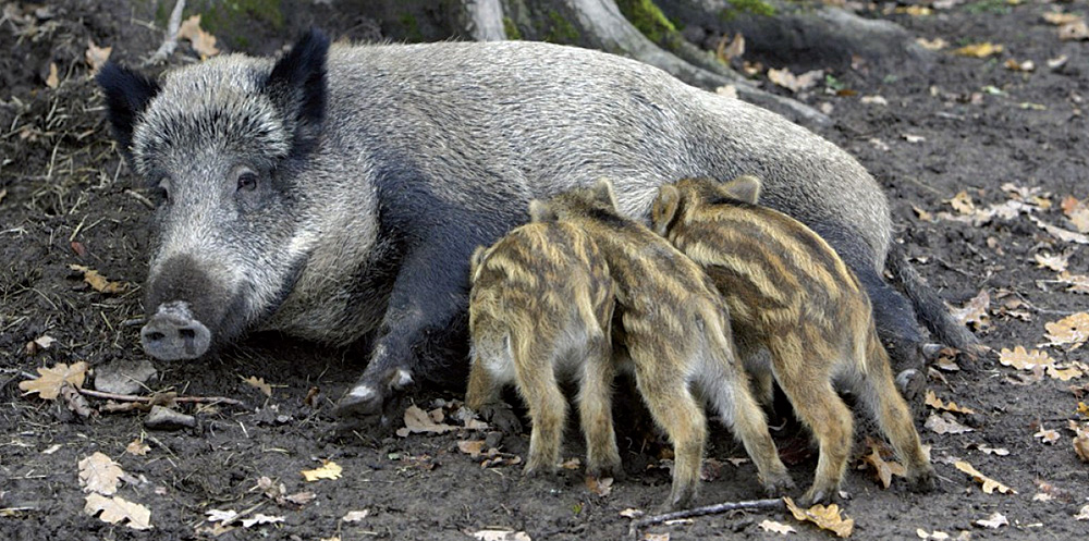 famille de sangliers en foret