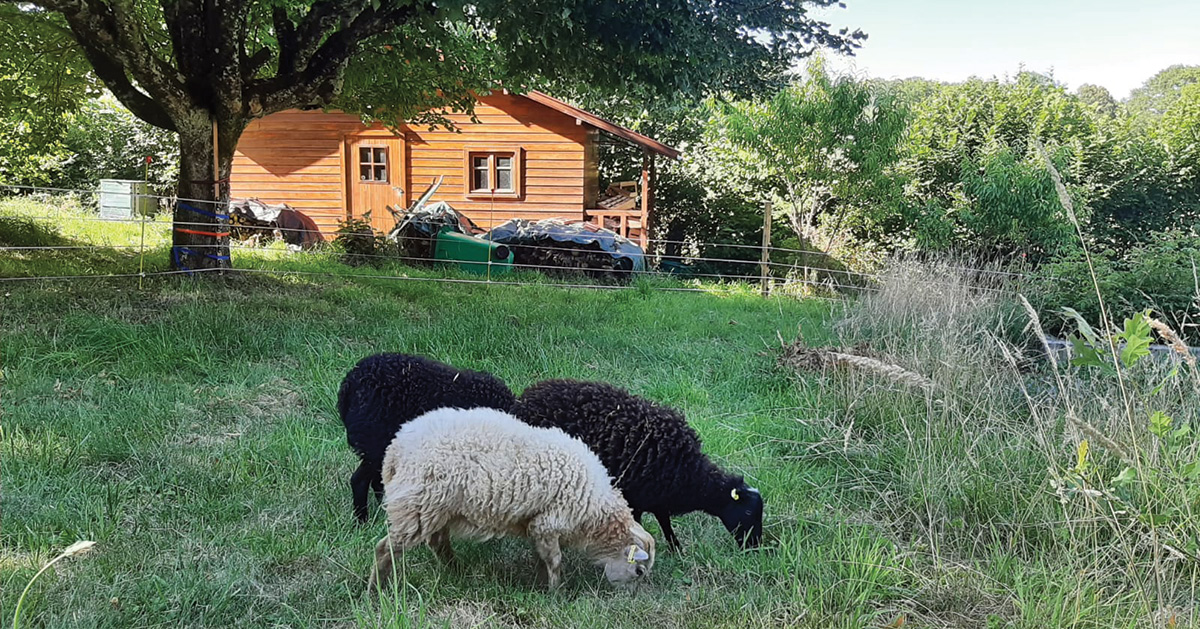 ferme moutons