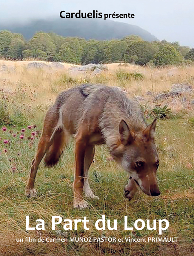 Les forêts limousines peuvent aussi redevenir le royaume des loups