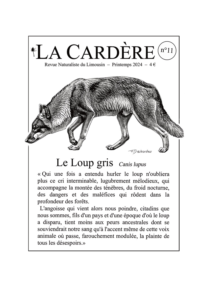 la cardere loup