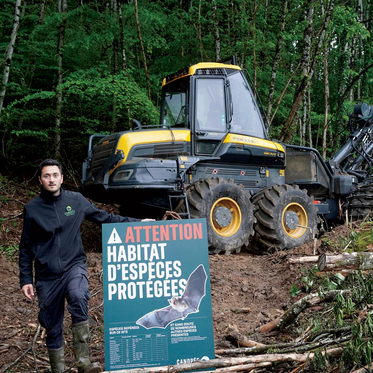 Une coupe rase arrêtée : des espèces protégées