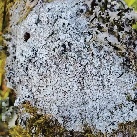 Mi-algue, mi-champignon, mais que sont donc les lichens ?
