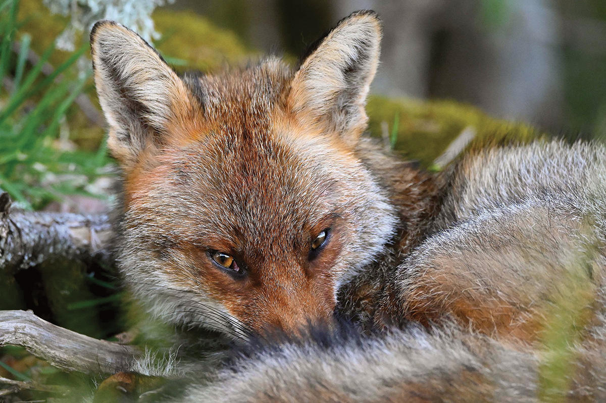 Renard DSC 8680 bis JC Champeau