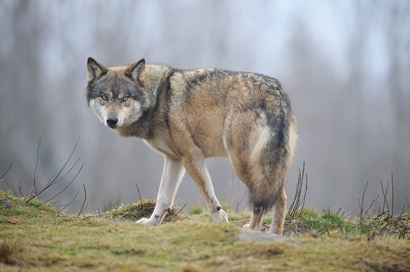 Le Loup de la discorde
