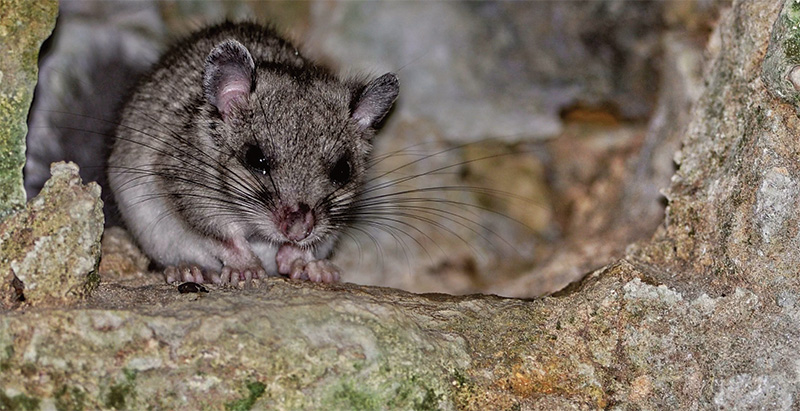 Le Loir gris, Glis glis