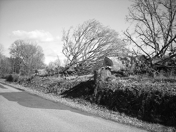 elagage bord de route 23